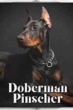 Doberman Pinscher: Dog breed overview and guide 