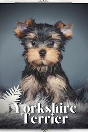 Yorkshire Terrier: Dog breed overview and guide