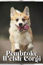 Pembroke Welsh Corgi: Dog breed overview and guide 