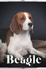 Beagle: Dog breed overview and guide 