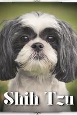 Shih Tzu: Dog breed overview and guide 