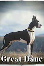 Great Dane: Dog breed overview and guide 