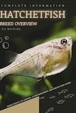 Hatchetfish: From Novice to Expert. Comprehensive Aquarium Fish Guide 