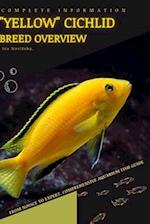 "Yellow" Cichlid: From Novice to Expert. Comprehensive Aquarium Fish Guide 