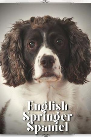 English Springer Spaniel: Dog breed overview and guide