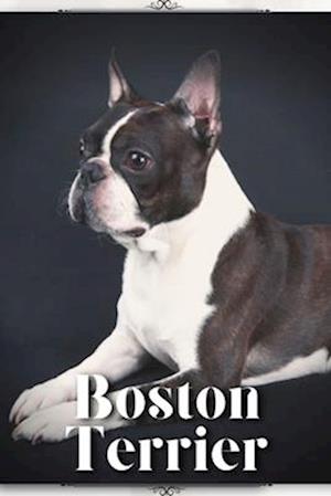 Boston Terrier: Dog breed overview and guide