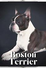 Boston Terrier: Dog breed overview and guide 