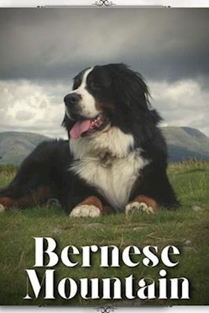 Bernese Mountain: Dog breed overview and guide