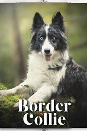 Border Collie: Dog breed overview and guide