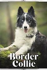 Border Collie: Dog breed overview and guide 