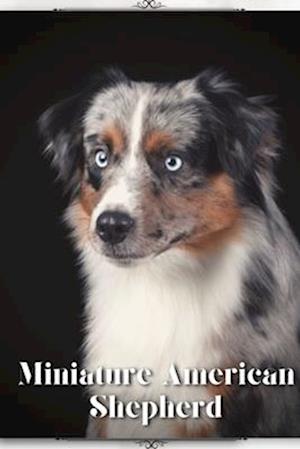 Miniature American Shepherd: Dog breed overview and guide