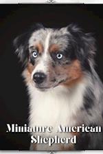 Miniature American Shepherd: Dog breed overview and guide 