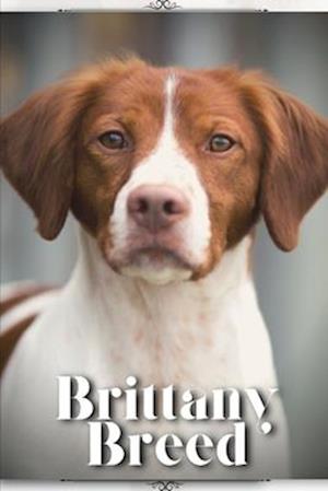 Brittany Breed: Dog breed overview and guide