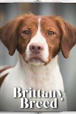 Brittany Breed: Dog breed overview and guide 