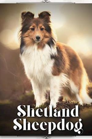 Shetland Sheepdog: Dog breed overview and guide