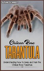 Chilean rose TARANTULA: Understanding how to keep and train the Chilean Rose Tarantula. 