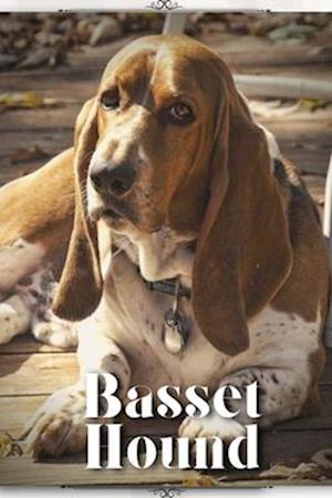 Basset Hound: Dog breed overview and guide