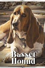 Basset Hound: Dog breed overview and guide 