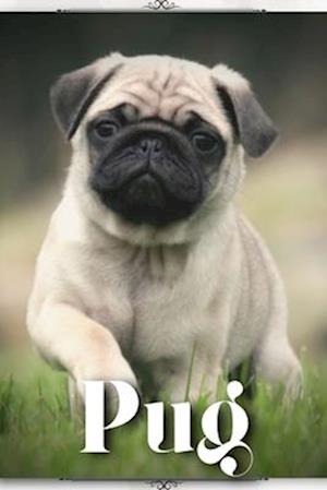 Pug: Dog breed overview and guide