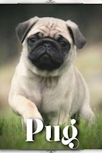 Pug: Dog breed overview and guide 