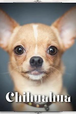 Chihuahua: Dog breed overview and guide