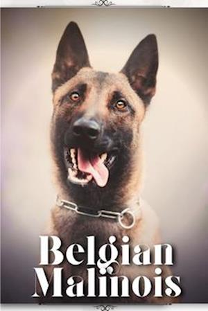 Belgian Malinois: Dog breed overview and guide