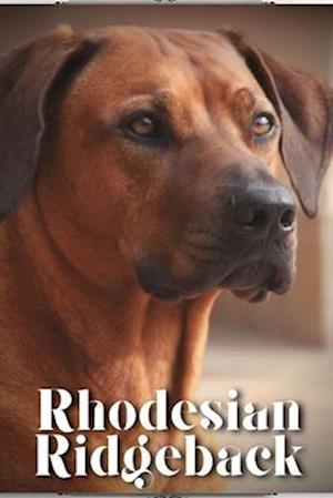 Rhodesian Ridgeback: Dog breed overview and guide