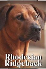 Rhodesian Ridgeback: Dog breed overview and guide 