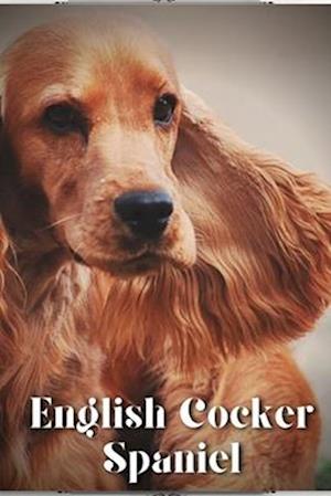 English Cocker Spaniel: Dog breed overview and guide