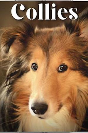 Collies: Dog breed overview and guide