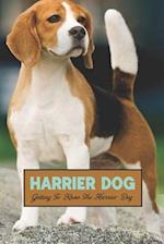 Harrier Dog: Getting To Know The Harrier Dog 
