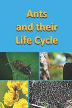 Ants and their Life Cycle 