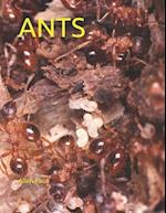 ANTS 