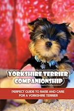 Yorkshire Terrier Companionship