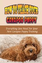 How To Teach Your Cavapoo Puppy