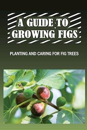 A Guide To Growing Figs