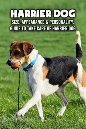 Harrier Dog: Size, Appearance & Personality, Guide To Take Care of Harrier Dog: Harrier Dog Encyclopedia