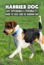 Harrier Dog: Size, Appearance & Personality, Guide To Take Care of Harrier Dog: Harrier Dog Encyclopedia 
