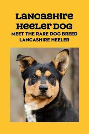 Lancashire Heeler Dog: Meet The Rare Dog Breed Lancashire Heeler: Lancashire Heeler Dog Info, Temperament, Puppies, Pictures