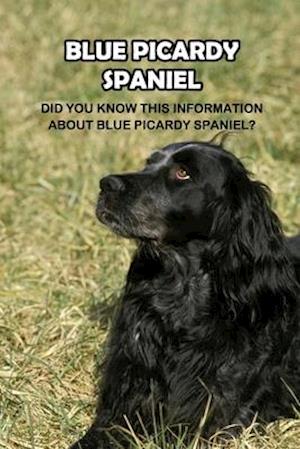 Picardy Spaniel: The Most Rare Spaniel Breed In The World: How Well You Know About Picardy Spaniel Dog?