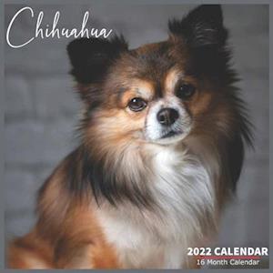 Chihuahua Calendar 2022: Official Chihuahua Dog Breed Calendar 2022, 16 Month Calendar 2022