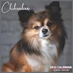 Chihuahua Calendar 2022: Official Chihuahua Dog Breed Calendar 2022, 16 Month Calendar 2022 