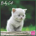 Baby Cats Calendar 2022: Official Cats 2022 Calendar 16 Months 