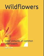 Wildflowers: Color pictures of common wildflowers 