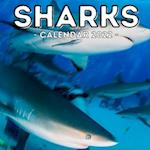 Sharks Calendar 2022: 16-Month Calendar, Cute Gift Idea For Shark Lovers Men And Women 