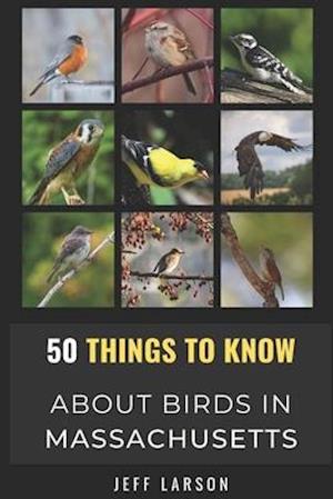 50 Things to Know About Birds in Massachusetts : Birding in the Bay State