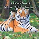 A Picture Book of Mother & Baby Animals: A Beautiful Picture Book for Seniors With Alzheimer's or Dementia. A Great Gift for Elderly Parents and Grand