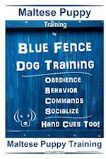 Maltese Puppy Training By Blue Fence Dog Training, Obedience - Behavior - Commands - Socialize - Hand Cues Too! Maltese Puppy Training