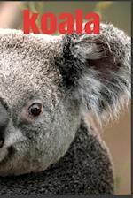 koala