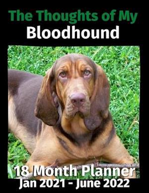 The Thoughts of My Bloodhound